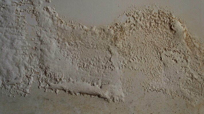 What Does Rising Damp Look Like